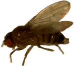 Drosophila melanogaster (dark female)