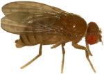 Drosophila melanogaster (light female)